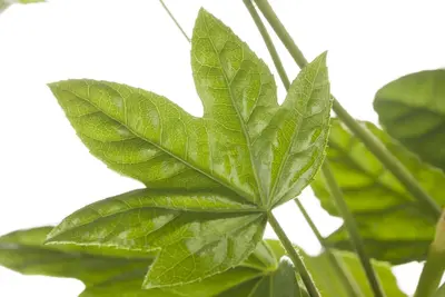 Fatsia japonica (Vingerplant) 20cm - afbeelding 6