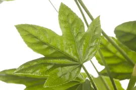 Fatsia japonica (Vingerplant) 20cm - afbeelding 6