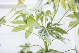 Fatsia japonica (Vingerplant) 20cm - afbeelding 9