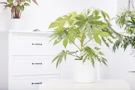 Fatsia japonica (Vingerplant) 20cm - afbeelding 12