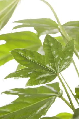 Fatsia japonica (Vingerplant) 20cm - afbeelding 7