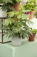 Fatsia japonica (Vingerplant) 20cm - afbeelding 8