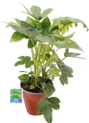 Fatsia japonica (Vingerplant) 20cm - afbeelding 2