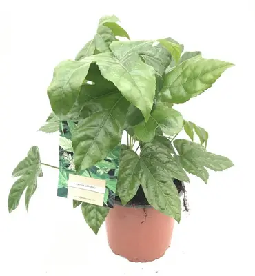 Fatsia japonica (Vingerplant) 20cm - afbeelding 1