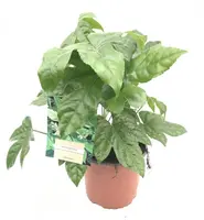 Fatsia japonica (Vingerplant) 20cm - afbeelding 1
