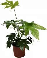 Fatsia Japonica (Vingerplant) 45cm - afbeelding 2