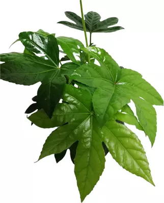 Fatsia Japonica (Vingerplant) 45cm - afbeelding 3