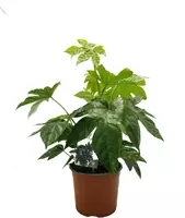 Fatsia Japonica (Vingerplant) 45cm - afbeelding 4