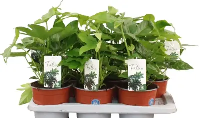 Fatsia Japonica (Vingerplant) 45cm - afbeelding 1