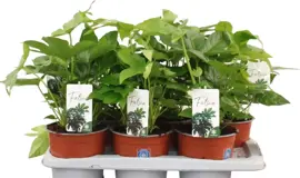 Fatsia Japonica (Vingerplant) 45cm - afbeelding 1