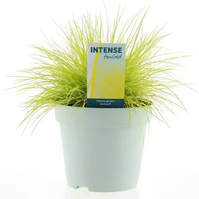 Festuca glauca 'amigold' (Blauw schapengras) 30cm - afbeelding 1