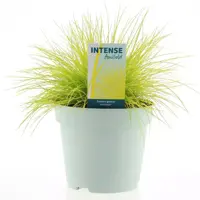 Festuca glauca 'amigold' (Blauw schapengras) 30cm - afbeelding 1