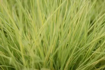 Festuca glauca 'amigold' (Blauw schapengras) 30cm - afbeelding 2