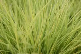 Festuca glauca 'amigold' (Blauw schapengras) 30cm - afbeelding 2