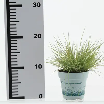 Festuca glauca 'AmiGold'® (Blauw Schapengras 'AmiGold'®) - afbeelding 1