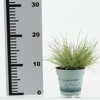 Festuca glauca 'AmiGold'® (Blauw Schapengras 'AmiGold'®) - afbeelding 1