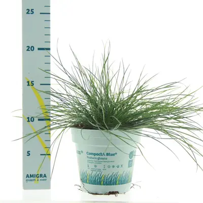 Festuca glauca 'Compacta Blue' (Blauw schapen-, of, zwenk-gras) 20cm - afbeelding 1