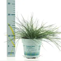 Festuca glauca 'Compacta Blue' (Blauw schapen-, of, zwenk-gras) 20cm - afbeelding 1