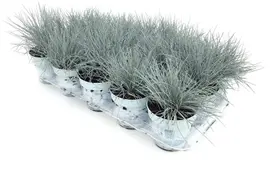 Festuca glauca 'Compacta Blue' (Blauw schapen-, of, zwenk-gras) 20cm - afbeelding 2