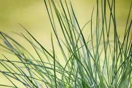 Festuca glauca 'Compacta Blue' (Blauw schapen-, of, zwenk-gras) 20cm - afbeelding 3