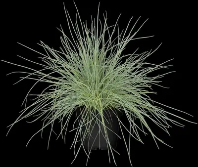 Festuca glauca 'Compacta Blue' (Blauw schapen-, of, zwenk-gras) 20cm - afbeelding 5