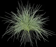 Festuca glauca 'Compacta Blue' (Blauw schapen-, of, zwenk-gras) 20cm - afbeelding 5
