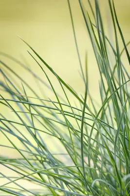 Festuca glauca 'Compacta Blue' (Blauw schapen-, of, zwenk-gras) 20cm - afbeelding 4