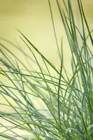 Festuca glauca 'Compacta Blue' (Blauw schapen-, of, zwenk-gras) 20cm - afbeelding 4
