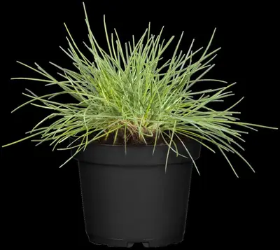 Festuca Glauca Elijah Blue (Blauw schapegras) - afbeelding 3