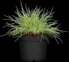 Festuca Glauca Elijah Blue (Blauw schapegras) - afbeelding 3