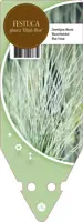 Festuca Glauca Elijah Blue (Blauw schapegras) - afbeelding 1