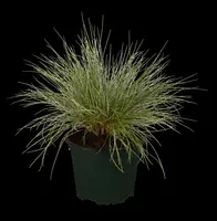 Festuca glauca 'Intense Blue' (Blauw schapen-, Of, Zwenk-gras) 30cm - afbeelding 6