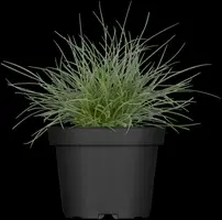 Festuca glauca 'Intense Blue' (Blauw schapen-, Of, Zwenk-gras) 30cm - afbeelding 11