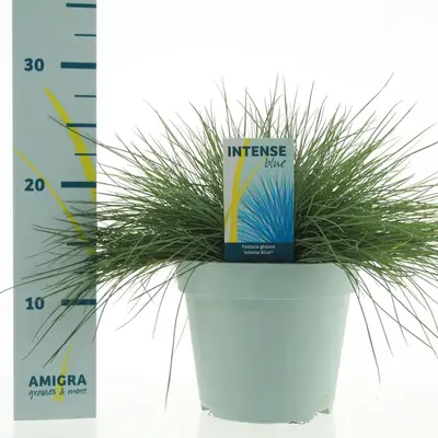 Festuca glauca 'Intense Blue' (Blauw schapen-, Of, Zwenk-gras) 30cm - afbeelding 2