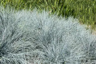 Festuca glauca 'Intense Blue' (Blauw schapen-, Of, Zwenk-gras) 30cm - afbeelding 5