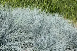 Festuca glauca 'Intense Blue' (Blauw schapen-, Of, Zwenk-gras) 30cm - afbeelding 5