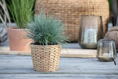 Festuca glauca 'Intense Blue' (Blauw schapen-, Of, Zwenk-gras) 30cm - afbeelding 18