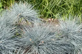 Festuca glauca 'Intense Blue' (Blauw schapen-, Of, Zwenk-gras) 30cm - afbeelding 23