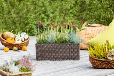 Festuca glauca 'Intense Blue' (Blauw schapen-, Of, Zwenk-gras) 30cm - afbeelding 25