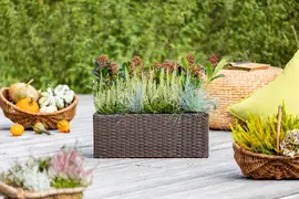 Festuca glauca 'Intense Blue' (Blauw schapen-, Of, Zwenk-gras) 30cm - afbeelding 25