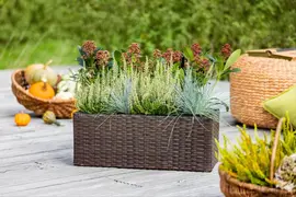 Festuca glauca 'Intense Blue' (Blauw schapen-, Of, Zwenk-gras) 30cm - afbeelding 26