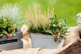 Festuca glauca 'Intense Blue' (Blauw schapen-, Of, Zwenk-gras) 30cm - afbeelding 30