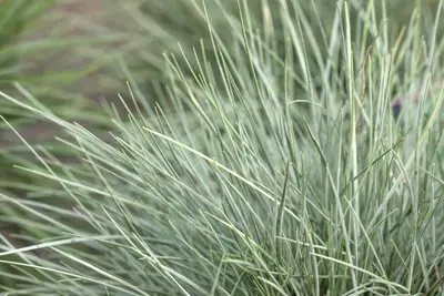 Festuca glauca 'Intense Blue' (Blauw schapen-, Of, Zwenk-gras) 30cm - afbeelding 32