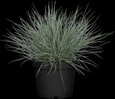 Festuca glauca 'Intense Blue' (Blauw schapen-, Of, Zwenk-gras) 30cm - afbeelding 15
