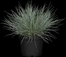Festuca glauca 'Intense Blue' (Blauw schapen-, Of, Zwenk-gras) 30cm - afbeelding 15