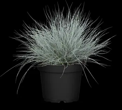 Festuca glauca 'Intense Blue' (Blauw schapen-, Of, Zwenk-gras) 30cm - afbeelding 16