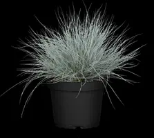 Festuca glauca 'Intense Blue' (Blauw schapen-, Of, Zwenk-gras) 30cm - afbeelding 16