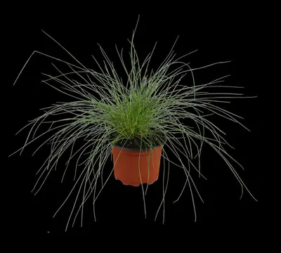 Festuca glauca 'Intense Blue' (Blauw schapen-, Of, Zwenk-gras) 30cm - afbeelding 7