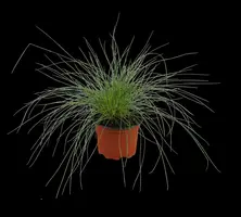 Festuca glauca 'Intense Blue' (Blauw schapen-, Of, Zwenk-gras) 30cm - afbeelding 7