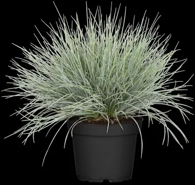 Festuca glauca 'Intense Blue' (Blauw schapen-, Of, Zwenk-gras) 30cm - afbeelding 14
